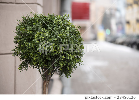 ornamental tree in the street ornamental tree in the street 28456126
