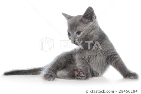 Small gray long haired kitten lay 28456194