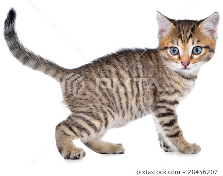 Shorthair brindled kitten goes side view isolated Shorthair brindled kitten goes side view isolated 28456207