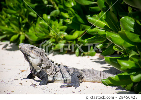 坎昆海灘鬣蜥 28456425