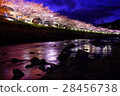 Kawazu cherry light up 28456738