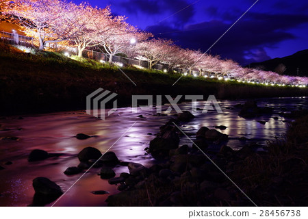 Kawazu cherry light up Kawazu cherry light up 28456738
