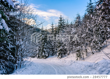 snowy road through spruce forest 28457777