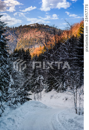snowy road through spruce forest snowy road through spruce forest 28457778