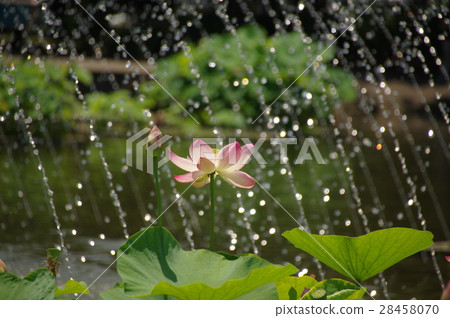 Lotus flower  28458070
