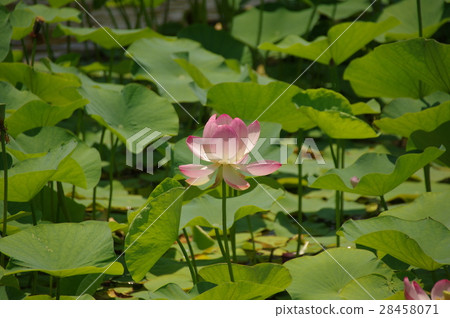 Lotus flower  28458071