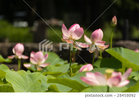 蓮花和女孩 28458092