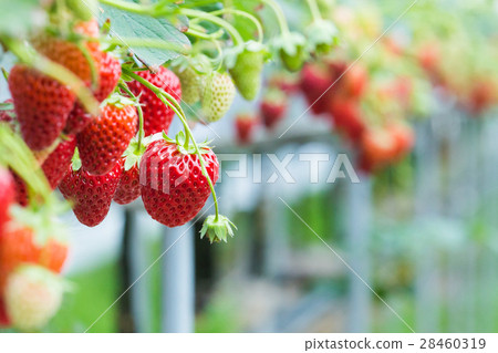 草莓 28460319