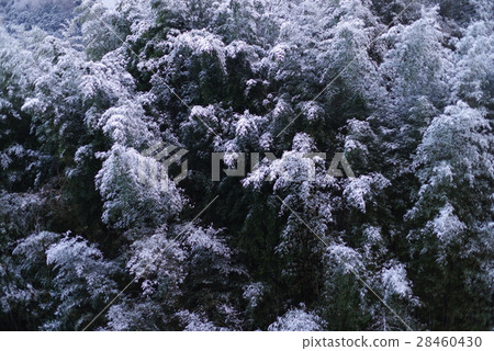 雪神山 雪神山 28460430
