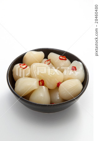 樂教 樂教 28460480