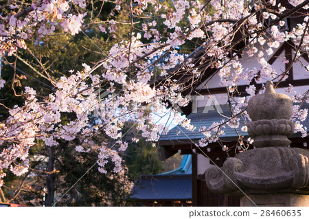 神社櫻花樹 28460635