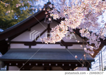 神社櫻花樹 神社櫻花樹 28460637
