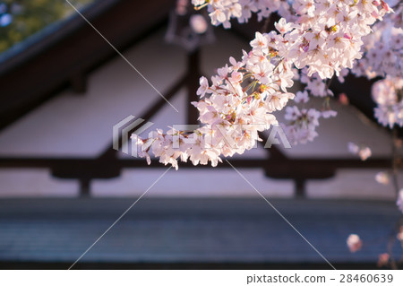 神社櫻花樹 神社櫻花樹 28460639