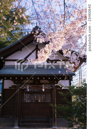神社櫻花樹 神社櫻花樹 28460640
