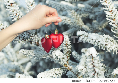 Hand holding two hearts outdoor over snowy pine Hand holding two hearts outdoor over snowy pine 28460728