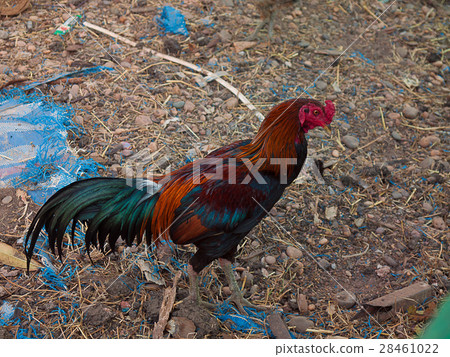 Chicken folk in rural Thailand 28461022