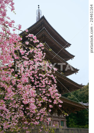 京都的Da igo寺,有五層塔的分枝櫻桃樹(垂直構圖) 京都的Da igo寺,有五層塔的分枝櫻桃樹(垂直構圖) 28461164