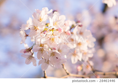 Sakura Spring image closeup Sakura Spring image closeup 28461446