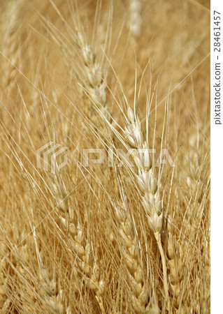 Harvested wheat Harvested wheat 28461457