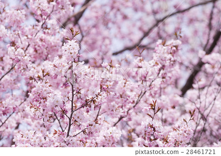 Sakura (high key) Sakura (high key) 28461721