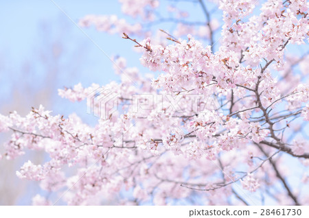 Blue sky and cherry blossoms (high key) 28461730
