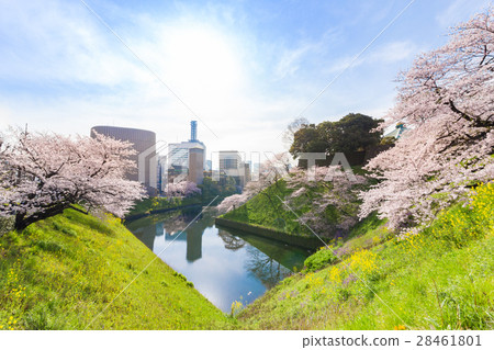 [Kudanshita/Morning/Sakura]・Morning/Morning towards Kudan Kaikan 28461801