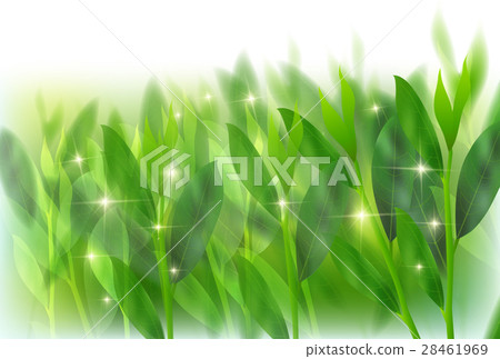 綠茶葉背景 綠茶葉背景 28461969