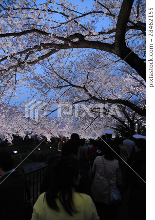 在調布市Nogawa的夜櫻花 在調布市Nogawa的夜櫻花 28462155