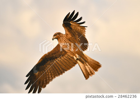 蜻蜓的飛行 蜻蜓的飛行 28462236