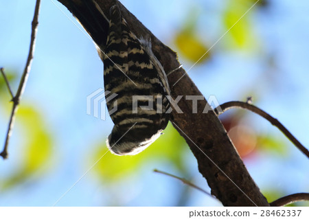 Kogera Koganei Park searching for food on branches Kogera Koganei Park searching for food on branches 28462337