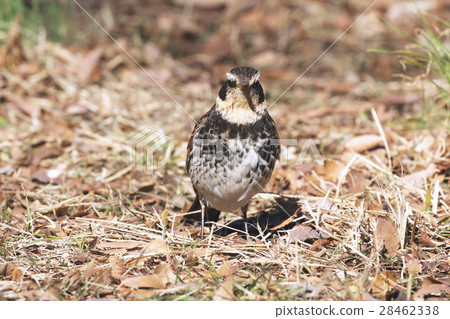 Front of Thrush of Koganei Park Front of Thrush of Koganei Park 28462338