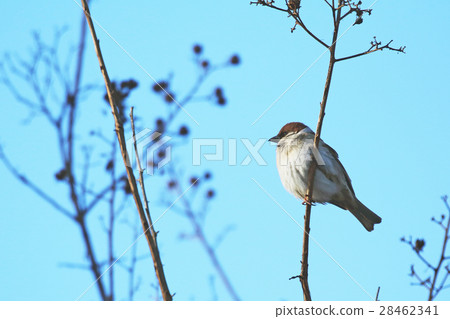 A sparrow has one Koganei Park A sparrow has one Koganei Park 28462341