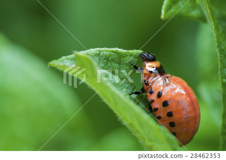 Colorado Potato Beetle 28462353