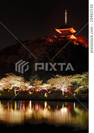 Kanagawa Prefecture Yokohama City Sankei en Garden Garden cherry blossoms night view 28462530