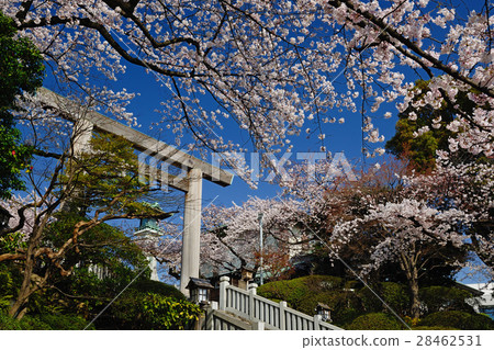 Kanagawa Prefecture Yokohama City Iseyama Emperor Daigakuin Torii Cherry tree 28462531