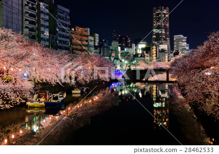 Yokohama City, Kanagawa Prefecture Ooka River cherry blossoms night view 28462533