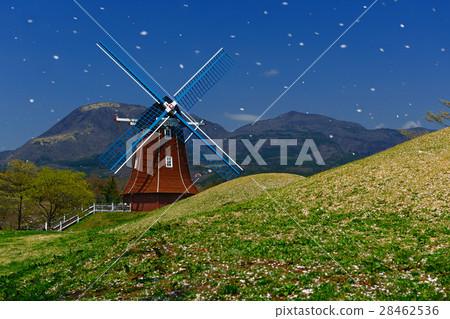 前橋市群馬縣古林福拉瓦牧場古河雪 前橋市群馬縣古林福拉瓦牧場古河雪 28462536
