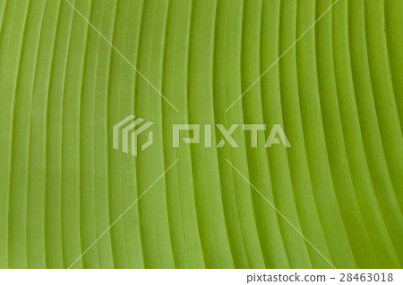 Banana leaf texture background. Banana leaf texture background. 28463018