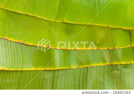 Banana leaf texture background. 28463163
