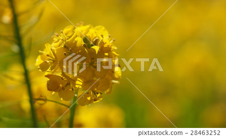 Rape blossoms Rape blossoms 28463252