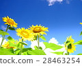 Summer progression 28463254