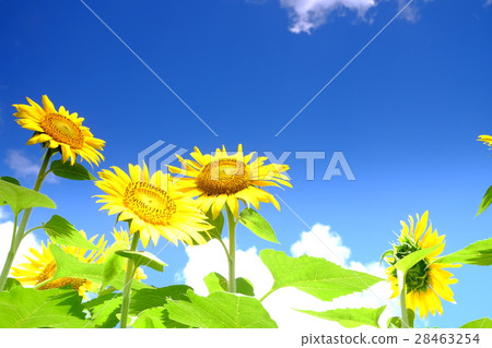 Summer progression 28463254