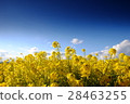 Rape blossoms and blue sky 28463255
