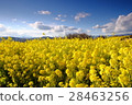 Rape flower hill 28463256