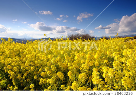 Rape flower hill 28463256