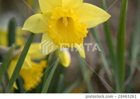 小號水仙花 小號水仙花 28463261