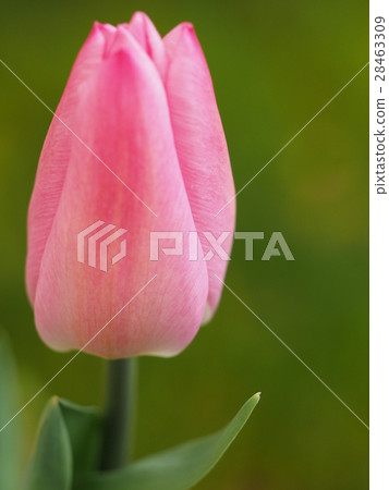 鬱金香 28463309