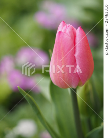 鬱金香 28463310