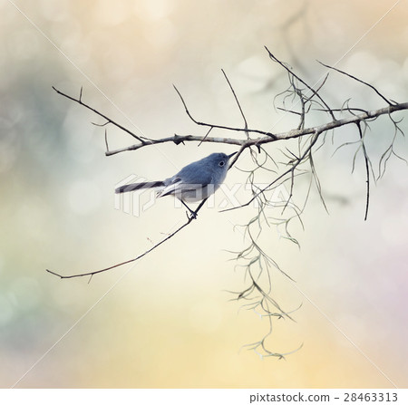 Blue-gray Gnatcatcher 28463313