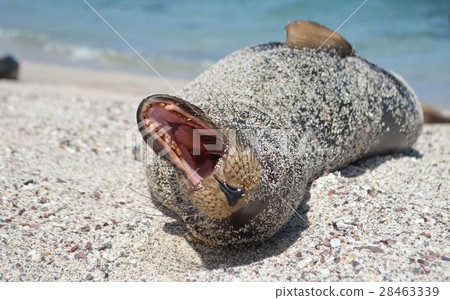 Yawn sea lion baby Yawn sea lion baby 28463339